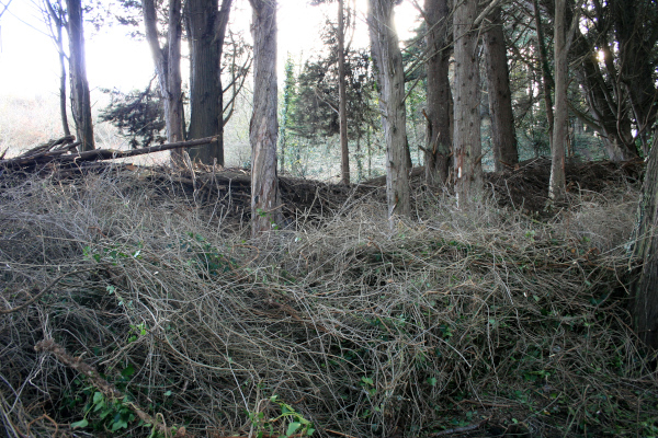 Haie de Benjes constituée d'un entrelacement de bois mort favorable à la biodiversité © Nicolas Macaire / LPO